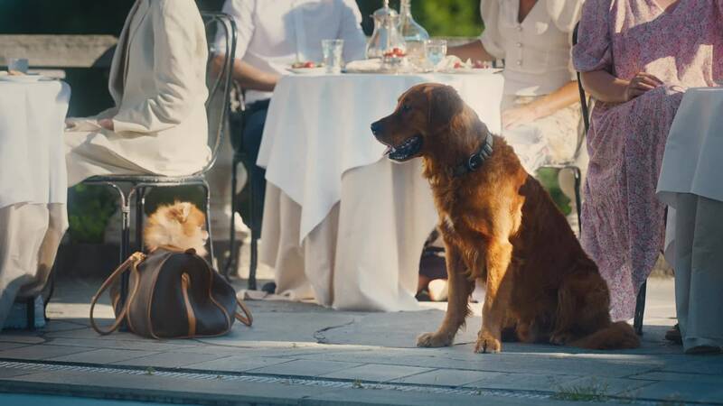Lotto Gar Til Hundene I Ny Reklamefilm Kampanjetv